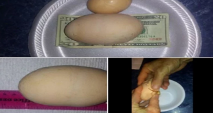 चमत्कारी अंडे का वीडियो तेजी से हो रहा वायरल, देखकर दांतों तले दबा लेंगे उंगली
