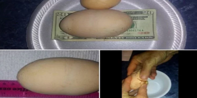 चमत्कारी अंडे का वीडियो तेजी से हो रहा वायरल, देखकर दांतों तले दबा लेंगे उंगली