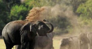 वन महानिदेशक सिद्धांत दास ने कहा- उड़ीसा की तर्ज पर हो उत्तराखंड में हाथियों का संरक्षण