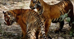 उत्तराखण्ड: कॉर्बेट में सैलानियों को हर हाल में होंगे बाघ के दीदार