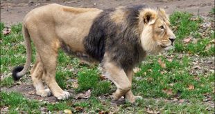 गुजरात के गिर जंगल में शेरों पर मंडरा रहा खतरा, दो साल में लगभग दो सौ की मौत