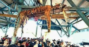 इंडोनेशिया में लुप्तप्राय सुमात्रण शेर को मार, छत से लटकाया