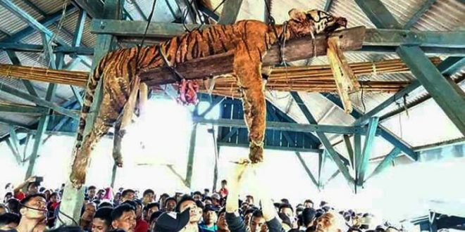इंडोनेशिया में लुप्तप्राय सुमात्रण शेर को मार, छत से लटकाया