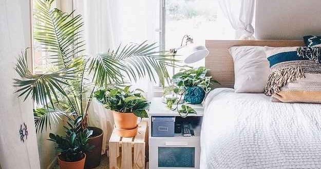 ये 6 पौधों को घर में लगाएं, सुकून भरी नींद पाएं!