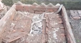 घर में सांप पकड़ने गया ये व्‍यक्ति वहां से निकले 100 किंग कोबरा उसके बाद जो हुआ….देखें वीडियो