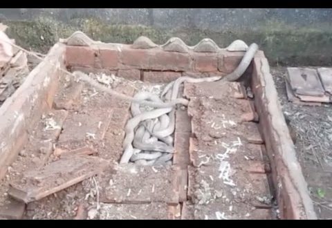 घर में सांप पकड़ने गया ये व्‍यक्ति वहां से निकले 100 किंग कोबरा उसके बाद जो हुआ….देखें वीडियो