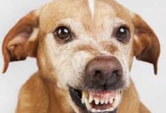 सीतापुर की तरह लखनऊ में भी कुत्ते हमलावर हो गए। शनिवार रात घर के बाहर खेल रहे मासूम पर आवारा कुत्ते ने जानलेवा हमला कर उसके चेहरे को बुरी तरह जख्मी कर दिया। वहीं, गंभीर रूप से घायल मासूम को इलाज के लिए दर-दर भटकना पड़ा। हजरतगंज क्षेत्र के बापू नगर निवासी अयान (4) शनिवार (2 मई) रात आठ बजे के करीब घर के बाहर बच्चों के साथ खेल रहा था। वहीं, अचानक दौड़ते हुए आए कुत्ते ने हमला कर दिया। इससे गली में खेल रहे बच्चों में भगदड़ मच गई। इसी बीच अयान को कुत्ते ने दबोच लिया। कुत्ते ने सीधे उसके चेहरे पर ही धावा बोला और जख्मी कर दिया। अयान के रोने की आवाज सुन घर के लोग निकले। इसके बाद पिता वासू व पड़ोसी किशोर आदि लोग लाठी-डंडे लेकर आए। यह देखकर कुत्ता भाग गया, मगर खून से लथपथ अयान जमीन पर बेसुध होकर गिर गया। नगर निगम के मुख्य पशु चिकित्साधिकारी डॉ. अरविंद राव ने बताया कि कुत्ते को पकड़ लिया गया है। जबड़ा चबाया, सिर पर भी वार बच्चे की हालत देखकर वासू घबरा गए। उनको कुछ भी सूझ नहीं रहा था। आखिर में किशोर की मदद से बच्चे को सिविल अस्पताल ले जाया गया। यहा डॉक्टरों ने देखा तो उसका जबड़ा भी क्षतिग्रस्त था। कुत्ते ने जबड़ा चबाने का पूरा प्रयास किया, इससे उसके दो दात भी उखड़ गए। वहीं आख, सिर व चेहरा पर काफी चोटें थीं। बाहर से मंगवाया रेबीज इंजेक्शन, डीएम को फोन वासू के मुताबिक, सिविल व ट्रामा की इमरजेंसी में रेबीज इंजेक्शन न होने का हवाला दिया गया। इसके बाद बाहर से इंजेक्शन मंगवाकर लगवाया। इस दौरान करीब 2200 की दवा मेडिकल स्टोर से खरीदनी पड़ी। किशोर ने बताया इसकी शिकायत डीएम से रात में फोन पर की। घर पर कराह रहा बच्चा, पड़ोसी कर रहे मदद किशोर ने बताया कि वासू की आर्थिक स्थिति कमजोर है। इसलिए वह बच्चे का प्राइवेट में इलाज कराने में सक्षम नहीं है। ऐसे में बच्चे को घर पर ले आया है। वहीं केजीएमयू में डॉक्टरों द्वारा बाहर से मंगवाई गई दवा पास के ही एक डॉक्टर को दिखाकर उसका इलाज कर रहे हैं। सिविल से रेफर, केजीएमयू में पाच घटे दौड़ाया वासू व किशोर के मुताबिक, सिविल में रात में रेबीज इंजेक्शन नहीं लगाया गया। एंटीबायोटिक इंजेक्शन लगाकर केजीएमयू के ट्रामा सेंटर रेफर कर दिया गया। वहीं, रात नौ बजे ट्रामा पहुंचने पर भी बच्चे को तत्काल इलाज नहीं मुहैया कराया गया। यहा पहले अयान को ट्रामा से एंटी रेबीज वार्ड और फिर पीडियाटिक विभाग भेजा गया, वहा से प्लास्टिक सर्जरी विभाग रेफर कर दिया। इसके बाद डॉक्टरों ने नेत्र रोग विभाग भेज दिया। यहा भी इलाज न मिलने पर रात दो बजे परिजन बच्चे को लेकर फिर ट्रामा पहुंचे। डॉक्टरों ने घायल बच्चे की क्लीनिंग के साथ टाका लगाया। क्या कहते हैं सिविल के डॉक्टर? सिविल अस्पताल निदेशक डॉ. हिम्मत सिंह दानू का कहना है कि इमरजेंसी में रेबीज इंजेक्शन रहता है। वहीं टाका लगाने की भी सुविधा है। बच्चे की हालत गंभीर थी, इसलिए उसे ट्रामा रेफर किया गया। क्या कहना है केजीएमयू सीएमएस का? केजीएमयू सीएमएस डॉ. एसएन शखवार के मुताबिक, कुत्ते के काटने का इलाज अस्पतालों में भी संभव है। बच्चे को बेवजह रेफर किया गया। ट्रामा में वैसे भी क्षमता से अधिक मरीज रहते हैं। यहा डॉक्टरों ने यथासंभव बच्चे को इलाज मुहैया कराया। रेबीज इंजेक्शन भी उपलब्ध था, मगर उसे तुंरत लगाने की आवश्यकता नहीं थी। अधूरा इलाज कर किया डिस्चार्ज किशोर के मुताबिक ट्रामा में ड्रेसिंग व टाका लगाकर अधूरा इलाज कर डिस्चार्ज कर दिया गया। अयान को डॉक्टरों ने सुबह चार बजे घर ले जाने का फरमान सुना दिया। वहीं 2200 रुपये की दवा मंगवाने का हवाला दिया गया तो उन्होंने निजी डॉक्टर से पूछकर इलाज शुरू करने को कहा। बापू नगर इलाके में लोगों का छलका दर्द - निवासी श्रवण कुमार का कहना है कि हजरतगंज के बापू नगर इलाके में कुत्तों का आतंक है। बच्चों का घर से बाहर खेलना मुश्किल हो गया है। लेकिन जिम्मेदार लोग इस ओर ध्यान नहीं दे रहे हैं। - वहीं, वासू कहते हैं कि बेटा अयान घर के बाहर खेल रहा था। इसी बीच कुत्ते ने उस पर झपट्टा मारकर चेहरे पर काट लिया। चीख पुकार सुनकर आस-पास के लोगों ने बच्चे को छुड़ाया। - स्थानीय निवासी सुनील धानू ने बताया कि सीतापुर में कुत्तों द्वारा बच्चों की जान लेने के बाद भी राजधानी के अधिकारी सक्रिय नहीं हुए। जगह-जगह यहा कुत्ते और अवारा मवेशी घूमते रहते हैं। - क्राशू का कहना है कि गनीमत है कि बच्चे की चीख पुकार सुनकर मौके पर पहुंचे लोगों ने बच्चे को बचा लिया। थोड़ी देर हो जाती तो बच्चे की स्थिति और गंभीर हो सकती थी।