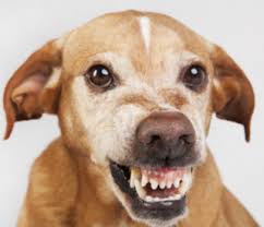 सीतापुर की तरह लखनऊ में भी कुत्ते हमलावर हो गए। शनिवार रात घर के बाहर खेल रहे मासूम पर आवारा कुत्ते ने जानलेवा हमला कर उसके चेहरे को बुरी तरह जख्मी कर दिया। वहीं, गंभीर रूप से घायल मासूम को इलाज के लिए दर-दर भटकना पड़ा। हजरतगंज क्षेत्र के बापू नगर निवासी अयान (4) शनिवार (2 मई) रात आठ बजे के करीब घर के बाहर बच्चों के साथ खेल रहा था। वहीं, अचानक दौड़ते हुए आए कुत्ते ने हमला कर दिया। इससे गली में खेल रहे बच्चों में भगदड़ मच गई। इसी बीच अयान को कुत्ते ने दबोच लिया। कुत्ते ने सीधे उसके चेहरे पर ही धावा बोला और जख्मी कर दिया। अयान के रोने की आवाज सुन घर के लोग निकले। इसके बाद पिता वासू व पड़ोसी किशोर आदि लोग लाठी-डंडे लेकर आए। यह देखकर कुत्ता भाग गया, मगर खून से लथपथ अयान जमीन पर बेसुध होकर गिर गया। नगर निगम के मुख्य पशु चिकित्साधिकारी डॉ. अरविंद राव ने बताया कि कुत्ते को पकड़ लिया गया है। जबड़ा चबाया, सिर पर भी वार बच्चे की हालत देखकर वासू घबरा गए। उनको कुछ भी सूझ नहीं रहा था। आखिर में किशोर की मदद से बच्चे को सिविल अस्पताल ले जाया गया। यहा डॉक्टरों ने देखा तो उसका जबड़ा भी क्षतिग्रस्त था। कुत्ते ने जबड़ा चबाने का पूरा प्रयास किया, इससे उसके दो दात भी उखड़ गए। वहीं आख, सिर व चेहरा पर काफी चोटें थीं। बाहर से मंगवाया रेबीज इंजेक्शन, डीएम को फोन वासू के मुताबिक, सिविल व ट्रामा की इमरजेंसी में रेबीज इंजेक्शन न होने का हवाला दिया गया। इसके बाद बाहर से इंजेक्शन मंगवाकर लगवाया। इस दौरान करीब 2200 की दवा मेडिकल स्टोर से खरीदनी पड़ी। किशोर ने बताया इसकी शिकायत डीएम से रात में फोन पर की। घर पर कराह रहा बच्चा, पड़ोसी कर रहे मदद किशोर ने बताया कि वासू की आर्थिक स्थिति कमजोर है। इसलिए वह बच्चे का प्राइवेट में इलाज कराने में सक्षम नहीं है। ऐसे में बच्चे को घर पर ले आया है। वहीं केजीएमयू में डॉक्टरों द्वारा बाहर से मंगवाई गई दवा पास के ही एक डॉक्टर को दिखाकर उसका इलाज कर रहे हैं। सिविल से रेफर, केजीएमयू में पाच घटे दौड़ाया वासू व किशोर के मुताबिक, सिविल में रात में रेबीज इंजेक्शन नहीं लगाया गया। एंटीबायोटिक इंजेक्शन लगाकर केजीएमयू के ट्रामा सेंटर रेफर कर दिया गया। वहीं, रात नौ बजे ट्रामा पहुंचने पर भी बच्चे को तत्काल इलाज नहीं मुहैया कराया गया। यहा पहले अयान को ट्रामा से एंटी रेबीज वार्ड और फिर पीडियाटिक विभाग भेजा गया, वहा से प्लास्टिक सर्जरी विभाग रेफर कर दिया। इसके बाद डॉक्टरों ने नेत्र रोग विभाग भेज दिया। यहा भी इलाज न मिलने पर रात दो बजे परिजन बच्चे को लेकर फिर ट्रामा पहुंचे। डॉक्टरों ने घायल बच्चे की क्लीनिंग के साथ टाका लगाया। क्या कहते हैं सिविल के डॉक्टर? सिविल अस्पताल निदेशक डॉ. हिम्मत सिंह दानू का कहना है कि इमरजेंसी में रेबीज इंजेक्शन रहता है। वहीं टाका लगाने की भी सुविधा है। बच्चे की हालत गंभीर थी, इसलिए उसे ट्रामा रेफर किया गया। क्या कहना है केजीएमयू सीएमएस का? केजीएमयू सीएमएस डॉ. एसएन शखवार के मुताबिक, कुत्ते के काटने का इलाज अस्पतालों में भी संभव है। बच्चे को बेवजह रेफर किया गया। ट्रामा में वैसे भी क्षमता से अधिक मरीज रहते हैं। यहा डॉक्टरों ने यथासंभव बच्चे को इलाज मुहैया कराया। रेबीज इंजेक्शन भी उपलब्ध था, मगर उसे तुंरत लगाने की आवश्यकता नहीं थी। अधूरा इलाज कर किया डिस्चार्ज किशोर के मुताबिक ट्रामा में ड्रेसिंग व टाका लगाकर अधूरा इलाज कर डिस्चार्ज कर दिया गया। अयान को डॉक्टरों ने सुबह चार बजे घर ले जाने का फरमान सुना दिया। वहीं 2200 रुपये की दवा मंगवाने का हवाला दिया गया तो उन्होंने निजी डॉक्टर से पूछकर इलाज शुरू करने को कहा। बापू नगर इलाके में लोगों का छलका दर्द - निवासी श्रवण कुमार का कहना है कि हजरतगंज के बापू नगर इलाके में कुत्तों का आतंक है। बच्चों का घर से बाहर खेलना मुश्किल हो गया है। लेकिन जिम्मेदार लोग इस ओर ध्यान नहीं दे रहे हैं। - वहीं, वासू कहते हैं कि बेटा अयान घर के बाहर खेल रहा था। इसी बीच कुत्ते ने उस पर झपट्टा मारकर चेहरे पर काट लिया। चीख पुकार सुनकर आस-पास के लोगों ने बच्चे को छुड़ाया। - स्थानीय निवासी सुनील धानू ने बताया कि सीतापुर में कुत्तों द्वारा बच्चों की जान लेने के बाद भी राजधानी के अधिकारी सक्रिय नहीं हुए। जगह-जगह यहा कुत्ते और अवारा मवेशी घूमते रहते हैं। - क्राशू का कहना है कि गनीमत है कि बच्चे की चीख पुकार सुनकर मौके पर पहुंचे लोगों ने बच्चे को बचा लिया। थोड़ी देर हो जाती तो बच्चे की स्थिति और गंभीर हो सकती थी।