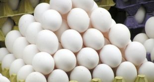 डायबिटीज के मरीज अब रोजाना बेहिचक अंडे खा सकते हैं और ऐसा करने में उन्हें कोई नुकसान नहीं होने वाला है. जानिए क्या कहती है रिसर्च. क्या कहती है रिसर्च- एक नए शोध में पता चला है कि हफ्ते में 12 अंडे तक खाने से टाइप टू डायबटिज वाले मरीजों को दिल की बीमारियों का कोई खतरा नहीं है. दरअसल अंडों में कोलेस्टेरोल का स्तर अधिक पाया जाता है, जिसकी वजह से डायबिटीज के मरीजों को आम तौर पर अंडे से बचने की सलाह दी जाती है. अमेरिकन जर्नल ऑफ क्लीनिकल न्यूट्रीशन में प्रकाशित एक शोध के हवाले से बताया गया है कि अंडों का रक्त के कोलेस्टेरोल के स्तर पर कोई असर नहीं पड़ता है. क्या कहते हैं एक्सपर्ट- इस शोध के सह लेखक और सिडनी विश्वविद्यालय के निकोलस फुलर ने कहा, "डायबिटीज की पूर्व अवस्था और टाइप-2 डायबिटीज के मरीजों के लिए अंडे खाने के सुरक्षित स्तर के बारे में सलाह में मतभेद के बावजूद हमारा शोध इंगित करता है कि अगर अंडे आपके खानपान की शैली का हिस्सा हैं, तो इन्हें खाने से परहेज मत करिए." उन्होंने कहा कि अंडे प्रोटीन और सूक्ष्म पोषक तत्वों को अच्छा साधन हैं और इनके खाने से अनेक फायदे होते हैं, जो आंखों और दिल की सेहत के लिए अच्छे तो हैं ही, ये रक्त वाहिकाओं को स्वस्थ रखने में भी मददगार हैं और गर्भावस्था में इन्हें खाने की सलाह दी जाती है.