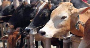 48 पहुंचा मृत गायों का आंकड़ा, इलाके में मचा हड़कंप
