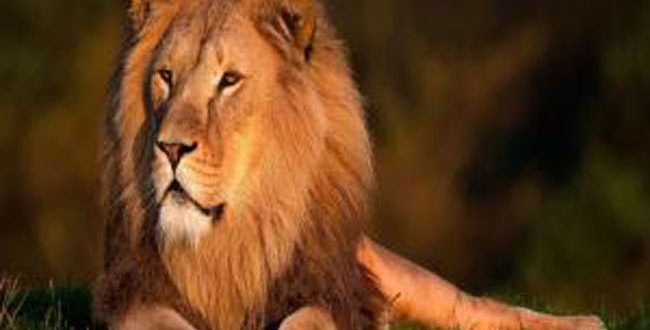 सासन गिर के जंगल में पांच एशियाई शेरों की हालत गंभीर है। वनमंत्री गणपत सिंह वसावा ने शेरों की मौत के लिए एक वायरस को जिम्मेदार बताया है। शेरों में केनाइन डिस्टेम्पर नामक वायरस के संक्रमण की पुष्टि हुई है। सरकार ने अमेरिका से खास वैक्सीन मंगा ली है। सासन गिर के दलखानिया रेंज में 12 सितंबर से अब तक 23 शेरों की मौत हो चुकी है। करीब 25 वर्ग किलोमीटर में इन शेरों की मौत हुई, जहां प्रोटोजोआ का संक्रमण होना पाया गया है। एक दर्जन शेरों की मौत होने तक वन विभाग इसकी वजह वर्चस्व के लिए आपसी लड़ाई बताकर जिम्मेदारी से पल्ला झाड़ता रहा। इस बीच, अन्य शेर भी संक्रमण के शिकार हो गए। जसाधार एनिमल हेल्थ केयर सेंटर में उपचार के लिए रखे गए पांच शेरों में से दो ने बीती रात दम तोड़ दिया। इसके अलावा सुरक्षा की दृष्टि से 31 शेरों को जामवाला एनिमल हेल्थ केयर सेंटर में रखा गया है। बताया जा रहा है कि उपचार के लिए लाए गए शेरों में पांच की हालत गंभीर है। वनमंत्री गणपतसिंह वसावा ने कहा है कि शेरों की मौत के लिए वायरस जिम्मेदार है। संक्रमण के कई कारण जिम्मेदार होते हैं, लेकिन वनविभाग की कोई लापरवाही इस मामले में सामने नहीं आई है। सासन गिर में करीब 600 शेर हैं। शेरों की संख्या लगातार बढ़ने के कारण इनके विस्तार में सतत कमी हो रही है। इसके चलते जंगल के आसपास बसे गांवों तक शेरों के जाने व पालतू जानवरों को मारने की घटनाएं भी सामने आती हैं। शुरू में शेरों की मौत पर पर्दा डालने के लिए पशुमालिकों की ओर से जहर दिए जाने की आशंका भी जताई गई, लेकिन लगातार शेरों की मौत के चलते इसे छिपाया नहीं जा सका। वनमंत्री ने बताया है कि कुछ सैंपिल राज्य के बाहर की लेबोरेटरी में भी भेजे गए हैं। उधर, गुजरात हाईकोर्ट ने शेरों की मौत के लिए गैरकानूनी तरीके से जंगल में लायन शो होने को भी संक्रमण वजह माना है। कुछ माह पहले ही जंगल में शेरों को मुर्गी दिखाकर ललचाते एक वीडियो वायरल हुआ था। वाइल्ड लाइफ एक्सपर्ट देवसी बारड बताते हैं कि केनाइन डिस्टेम्पर के कारण अफ्रीका व तंजानिया में बड़ी संख्या में शेर मरने की घटना हो चुकी है। सासन गिर में इसका संक्रमण पहली बार पाया गया है। मूल रूप से यह वायरस कुत्तों में पाया जाता है। सरकार लंबे समय से गिर जंगल से कुत्तों को हटाने का कार्यक्रम भी चला रही है, लेकिन जंगल में बसे गांवों की वजह से यह पूरी तरह नहीं हो पाया। यहां करीब दो दर्जन गांवों में गैरकानूनी लायन शो होता है। आशंका यही है कि कुत्ते की लार लगे मांस के भक्षण या कुत्तों के संपर्क में आने से शेरों में यह वायरस चला गया है।